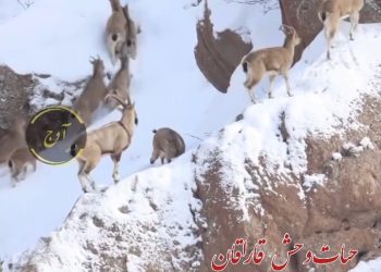 🦌🐇حیات #وحش قاراقان با صدای دلنشین آشیق #مسیحا اله رضایی