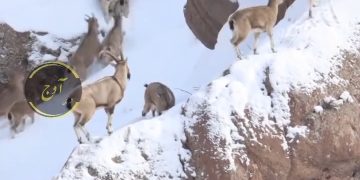 🦌🐇حیات #وحش قاراقان با صدای دلنشین آشیق #مسیحا اله رضایی