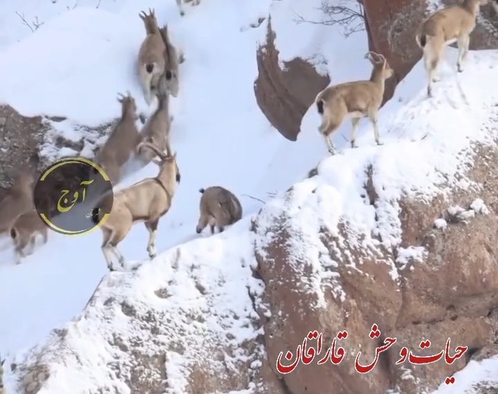🦌🐇حیات #وحش قاراقان با صدای دلنشین آشیق #مسیحا اله رضایی